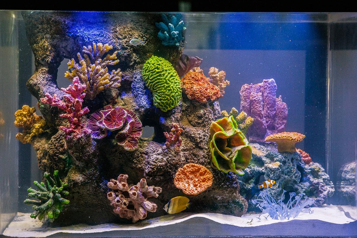 哪些魚最好養(yǎng)？揭秘家庭水族箱的完美居民！