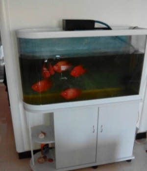 低價轉(zhuǎn)讓水族箱及6條大紅鸚鵡魚，僅1000元